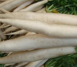 White radish
